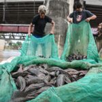 Majelis Ulama Indonesia Kritik Penguburan Hidup-hidup Ikan Sapu-sapu: Tidak Sesuai Prinsip Islam