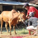 Berkurban Atas Nama Pribadi Tapi Uangnya Diambil Dari APBN, Sahkah? Begini Hukumnya Dalam Islam