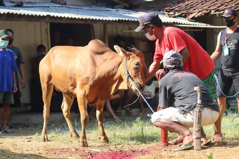 Berkurban Atas Nama Pribadi Tapi Uangnya Diambil Dari APBN, Sahkah? Begini Hukumnya Dalam Islam