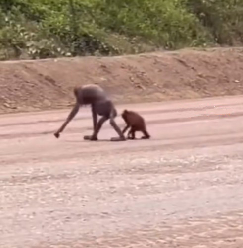 Tubuh Tinggal Tulang, Orangutan ini Jadi Simbol Tragis Hancurnya Hutan Kalimantan whatsapp image 2026 05 21 at 22.52.43