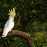 Menembak Satu Burung Kakatua Kau Bisa Dipenjara, Sedangkan Membabat Habis Berhektar-hektar Rumah Kakatua Dianggap Pahlawan Pembangunan