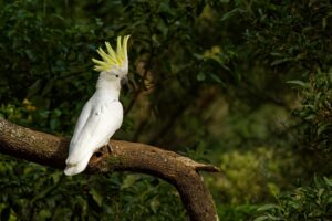 Menembak Satu Burung Kakatua Kau Bisa Dipenjara, Sedangkan Membabat Habis Berhektar-hektar Rumah Kakatua Dianggap Pahlawan Pembangunan