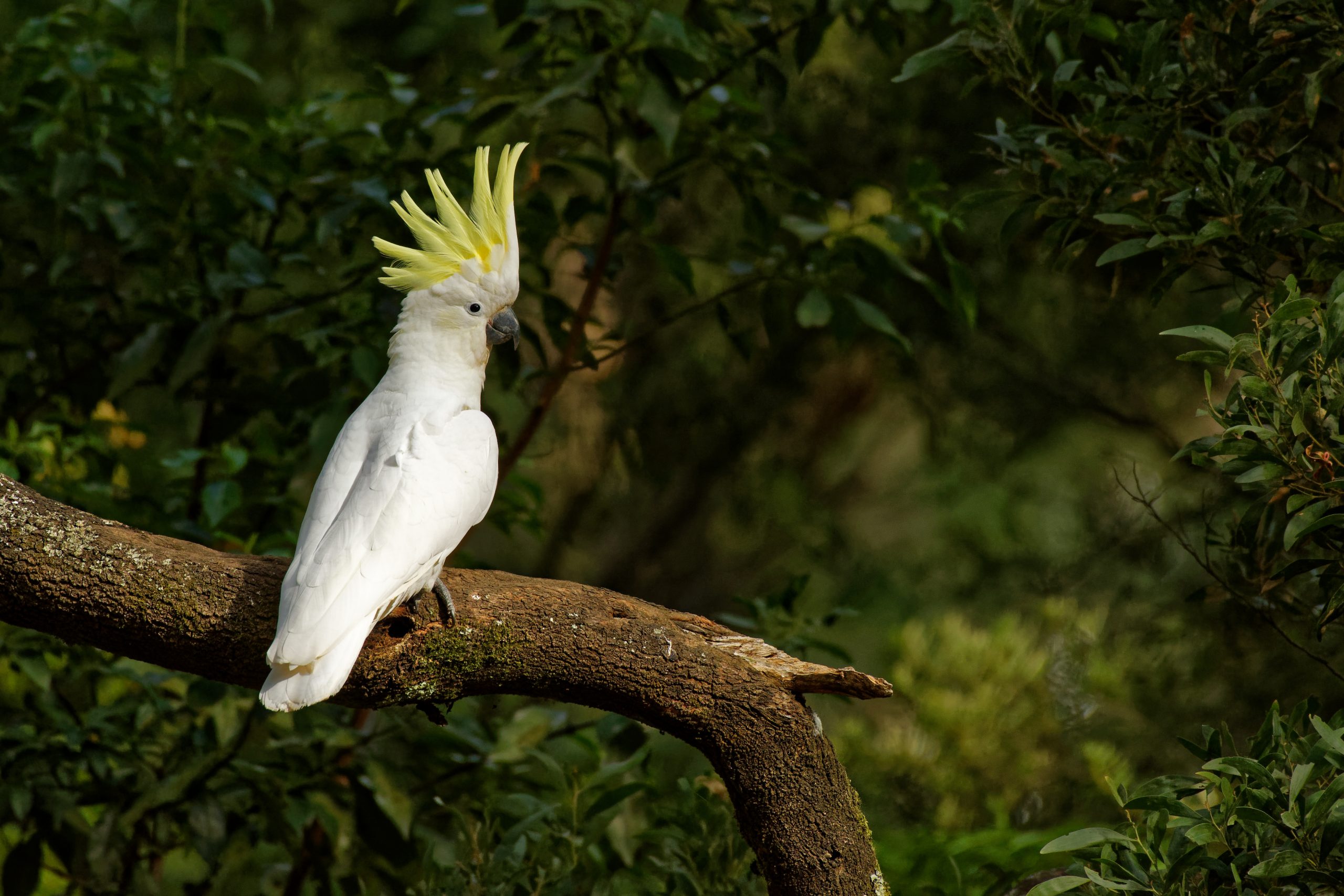 rer cockatoos bird scaled
