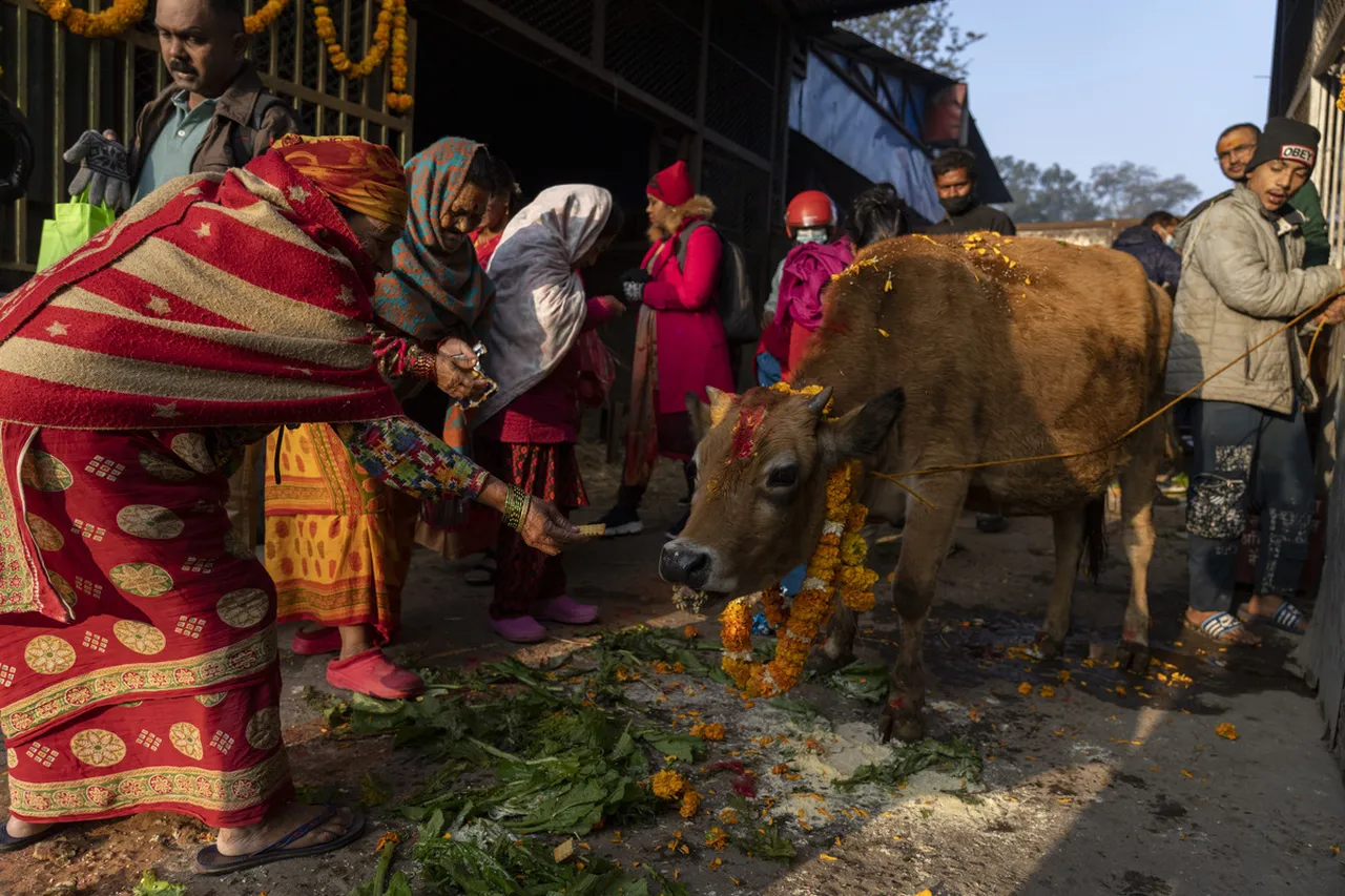 Kelompok Hindu Ekstremis di Ahmedagar India “Mensucikan” Tempat Bekas Sholat Para Muslimah Dengan Air Kencing Sapi Kelompok Hindu Ekstremis di Ahmedagar India “Mensucikan” Tempat Bekas Sholat Para Muslimah Dengan Air Kencing Sapi