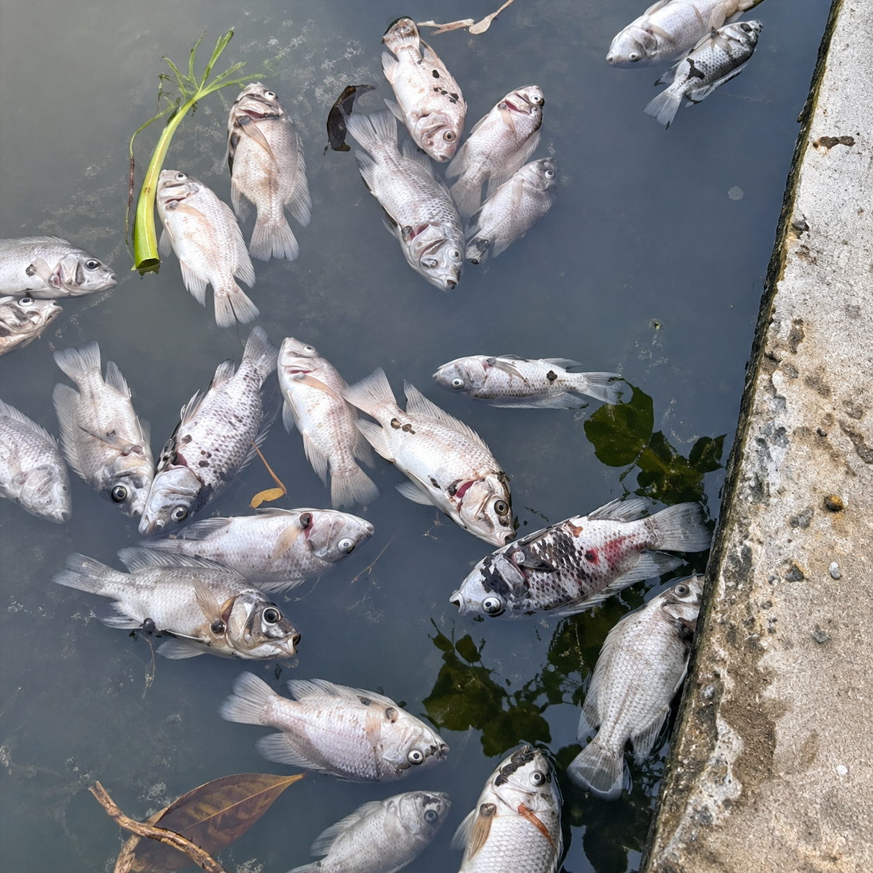 Beli 1,5 Kuintal Nasi Sisa MBG Untuk Pakan Ikan, Pembudidaya Ini Justru Kehilangan Seluruh Ikannya dan Mengalami Kerugian Beli 1,5 Kuintal Nasi Sisa MBG Untuk Pakan Ikan, Pembudidaya Ini Justru Kehilangan Seluruh Ikannya dan Mengalami Kerugian