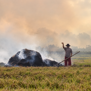 Tak Punya Uang Untuk Bersihkan Sawah, Petani Ini Terpaksa Bakar Sisa Jerami, Lalu Diamankan Polisi