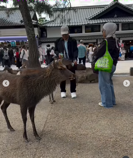 Heboh di Jepang, Turis Indonesia Kepergok Beri Makan Rusa Dengan Sampah Plastik