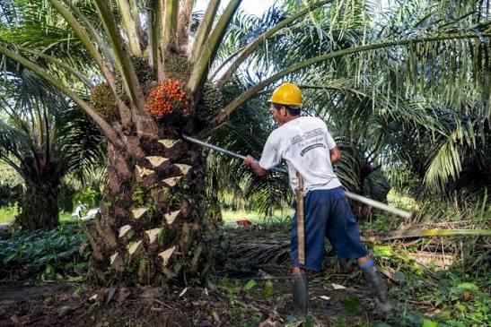 Indonesia Ternyata Jadi Pemasok Utama Minyak Sawit ke Israel, Sekitar 74% Sampai 88% Dari Impor Sawit Israel Indonesia Ternyata Jadi Pemasok Utama Minyak Sawit ke Israel, Sekitar 74% Sampai 88% Dari Impor Sawit Israel